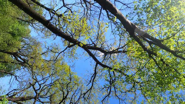 Vertical Video of the Forest in the Spring on a Sunny Day