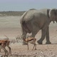 Elephant in Etosha National Park, Namibia - VideoHive Item for Sale
