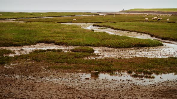 migratory waterbirds intertidal Wadden Sea Strieper Kwelder sheep