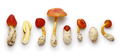 it is called "Caesar's mushroom" and prized. - PhotoDune Item for Sale