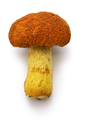 Akayamadori mushroom (Japanese porcini) isolated on white background - PhotoDune Item for Sale