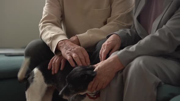 Couple of Happy Pensioners Husband and Wife Petting Their Black and White Mongrel Dog While Sitting