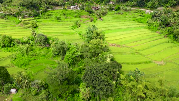 Bright Landscape with Rice Terraces, View From Above.