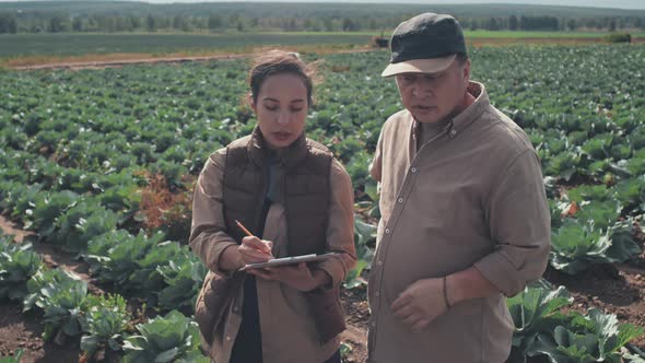 Working On Cabbage Field