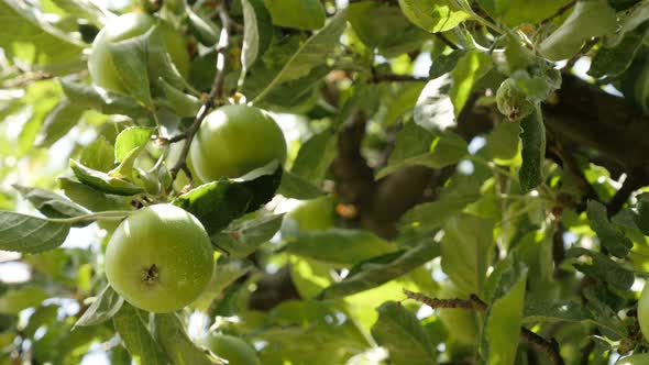 Green Malus pumila  young fruit 4K 2160p 30fps UltraHD footage - Close-up of organic fresh apples on