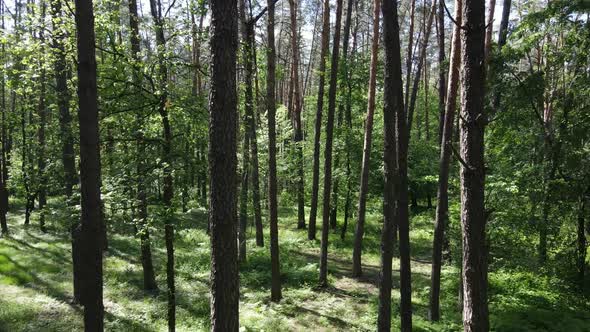 Trees in the Forest By Summer Day