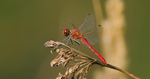 Scarlet Dragonfly Crocothemis Erythraea is a Species of Dragonfly in the Family Libellulidae