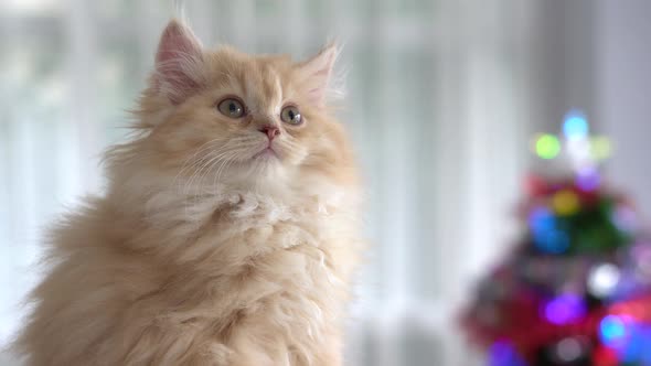 Cute Persian Kitten Looking On Cat Tower