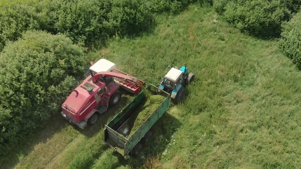 Combine Harvester Mows Grass for Silage in the Tractor Trailer in Summer in Sunny Weather