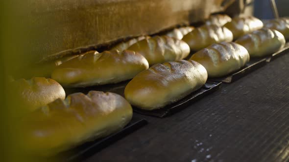 Conveyor Moves Trays with Freshly Baked Wheat Loaves in a Bread Factory