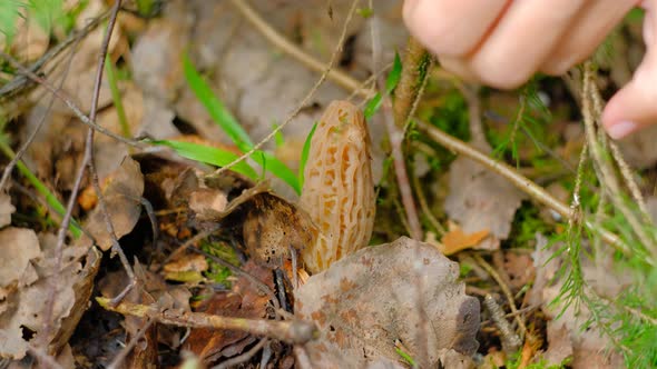 Morchella conica in the spring forest. A girl cuts a mushroom with a special camping knife