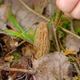 Morchella conica in the spring forest. A girl cuts a mushroom with a special camping knife - VideoHive Item for Sale