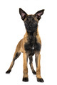 malinois in studio - PhotoDune Item for Sale