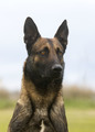 belgian shepherd in nature - PhotoDune Item for Sale
