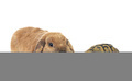 rabbit and turtle in studio - PhotoDune Item for Sale