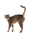 bengal cat in studio - PhotoDune Item for Sale