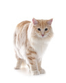 Norwegian Forest cat - PhotoDune Item for Sale
