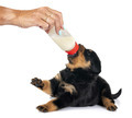 puppy rottweiler suckle a bottle - PhotoDune Item for Sale