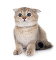 scottish fold kitten in studio - PhotoDune Item for Sale