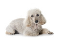 poodle in studio - PhotoDune Item for Sale