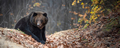 Bear in autumn forest. Ursus arctos, fall colours. Dangerous animal in natural habitat - PhotoDune Item for Sale