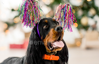 lidays portrait. Purebred pet doggy with festive XMas New Year lights on background