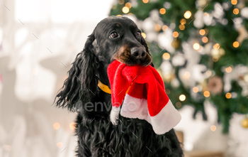 t festive decorated Christmas room closeup portrait. Purebred pet doggy with New Year tree and lights on background