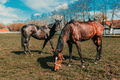 Two brown horses grazing in a lush paddock. Serene countryside scene - PhotoDune Item for Sale