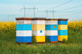 Apiary crates in canola field, colorful wooden beehive wooden boxes on plantation - PhotoDune Item for Sale