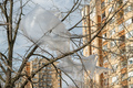 Plastic wrap material in treetop on the street with apartment building in background - PhotoDune Item for Sale
