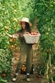Collecting tomatoes into the basket. Little girl is in the garden with tomatoes - PhotoDune Item for Sale