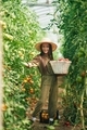 Collecting tomatoes into the basket. Little girl is in the garden with tomatoes - PhotoDune Item for Sale