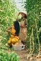Mother and daughter. Woman and girl are in the garden with tomatoes together - PhotoDune Item for Sale