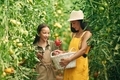 With basket in hands. Woman and girl are in the garden with tomatoes together - PhotoDune Item for Sale