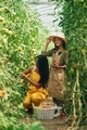 Helping mother. Woman and girl are in the garden with tomatoes together - PhotoDune Item for Sale