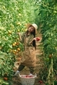Having fun. Little girl is in the garden with tomatoes - PhotoDune Item for Sale