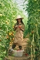 Little girl is in the garden with tomatoes - PhotoDune Item for Sale
