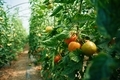 Growing process. Garden with fresh tomatoes at daytime - PhotoDune Item for Sale