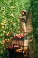 Conception of harvest. Little girl is in the garden with tomatoes - PhotoDune Item for Sale
