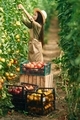Boxes with vegetables on the ground. Little girl is in the garden with tomatoes - PhotoDune Item for Sale