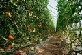 Growing process. Garden with fresh tomatoes at daytime - PhotoDune Item for Sale