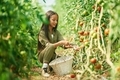 Process of harvesting. Little girl is in the garden with tomatoes - PhotoDune Item for Sale