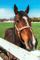 Beautiful brown female horse mare in paddock, closeup headshot - PhotoDune Item for Sale