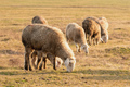 Flock of sheep grazing on vast pasture landscape in Vojvodina - PhotoDune Item for Sale