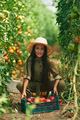 Standing and posing, holding tomatoes. Little girl is in the garden - PhotoDune Item for Sale