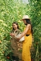 Standing together. Woman and girl are in the garden with tomatoes - PhotoDune Item for Sale