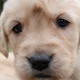 Golden Retriever Puppies - VideoHive Item for Sale