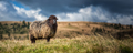 Mountain sheep grazing on pasture in autumn on mountain background - PhotoDune Item for Sale