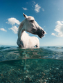 Happy Horse In The Water - PhotoDune Item for Sale