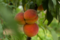 Peaches garden close-up. Juicy bright summer fruits on a branch - PhotoDune Item for Sale